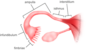 fallopian tubes close up